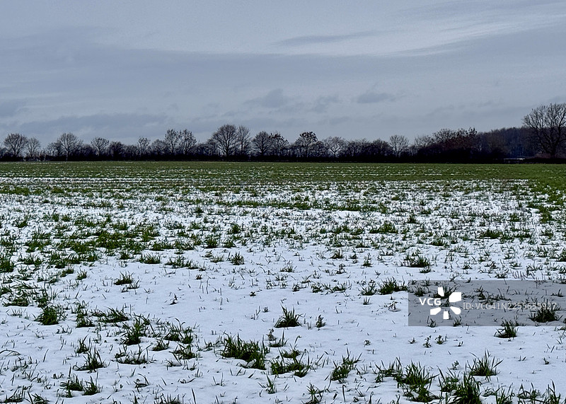 白雪覆盖的农田景观，有树篱和树木图片素材