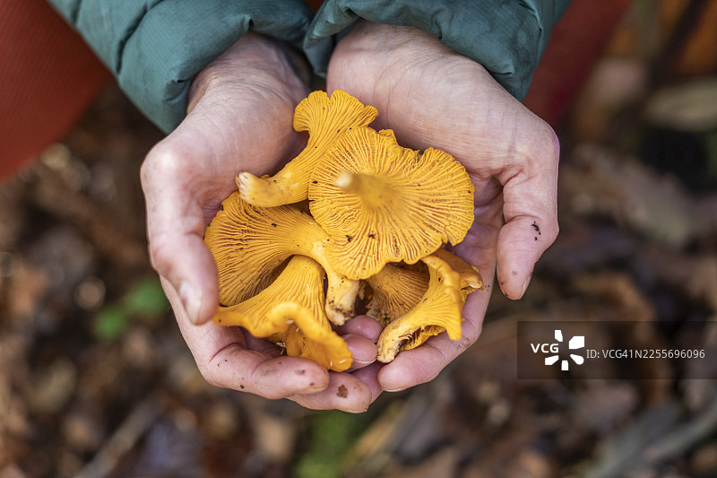 采集鸡油菌图片素材