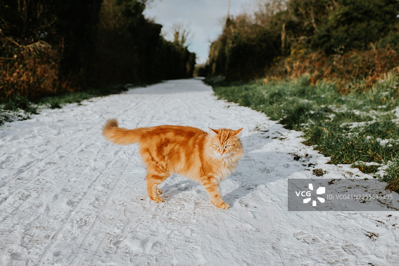 阳光明媚的冬日，一只姜黄色猫咪站立在雪地小径上图片素材