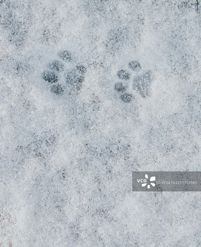 雪地里的两串雪橇犬脚印图片素材