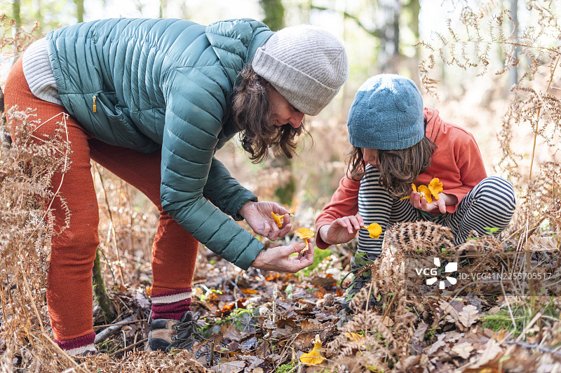 在森林里采摘鸡油菌图片素材