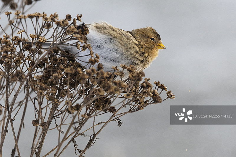 冬季的红嘴蓝鹊图片素材