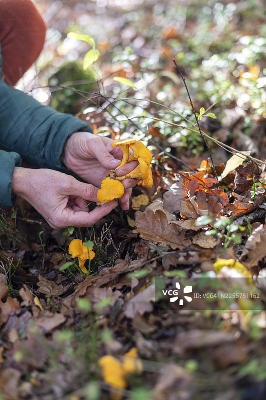 采集鸡油菌图片素材