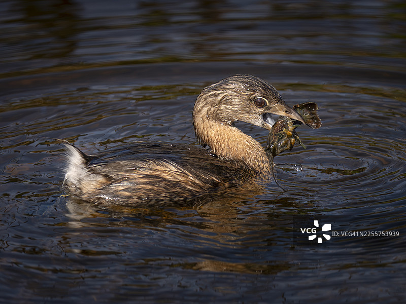 小鸊鷉与小龙虾图片素材