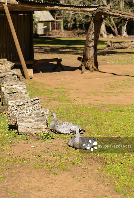 位于澳大利亚塔斯马尼亚州塔兰纳的塔斯马尼亚恶魔动物园里的灰头灰雁（Cereopsis novahollandiae）图片素材