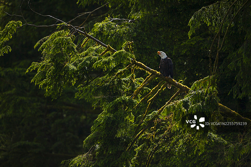 一只秃鹰（Haliaeetus leucocephalus）栖息在加拿大温哥华岛的一棵树上，正发出叫声。图片素材