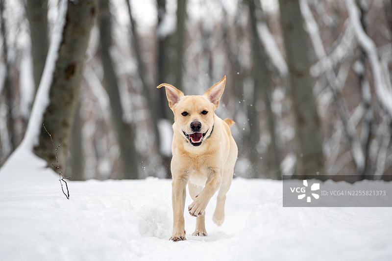 拉布拉多犬在冬天雪地里奔跑图片素材