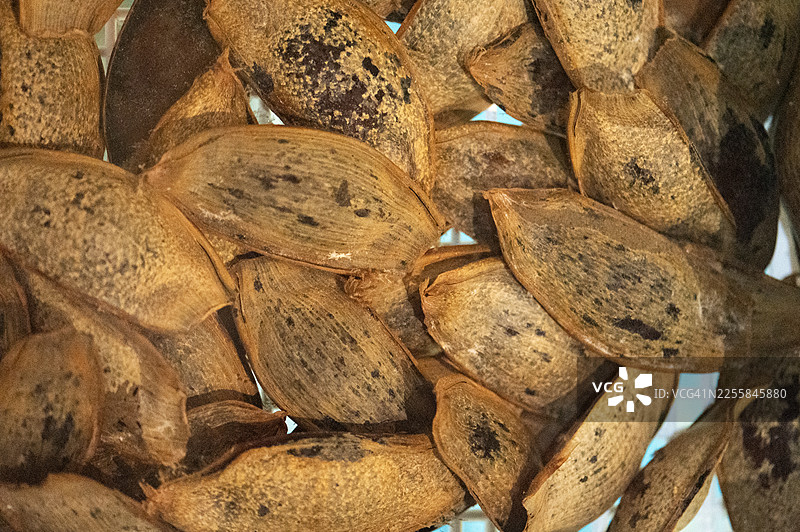 特写：篮子里的鲨鱼卵图片素材