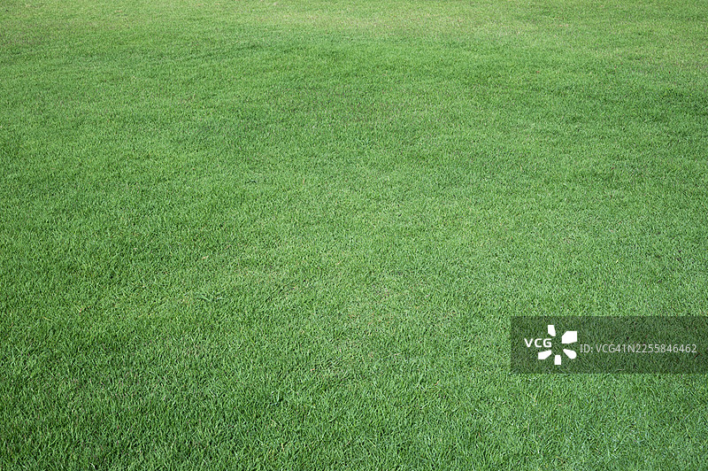 一片长满杂草的草地图片素材