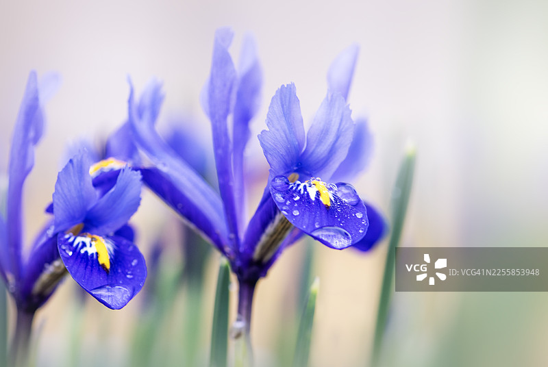 春日里，美丽的鸢尾花在柔和的阳光下绽放图片素材