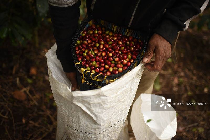 新鲜采摘的咖啡樱桃图片素材