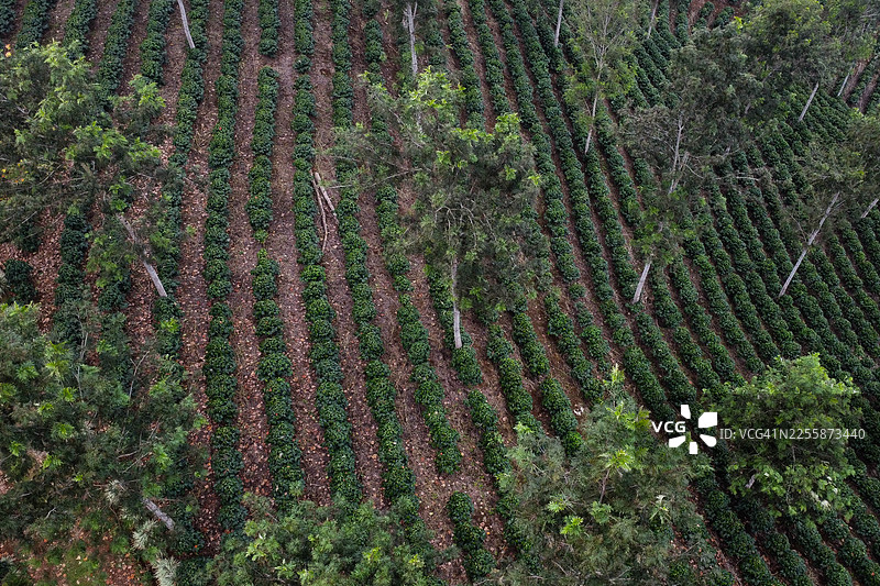 农场咖啡种植园的鸟瞰图图片素材