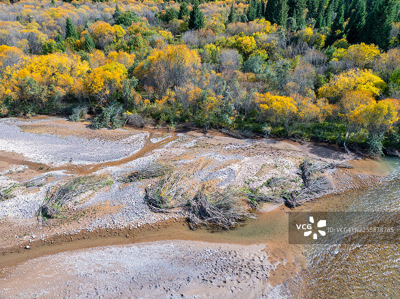 吉尔吉斯斯坦天山山脉中蜿蜒的河谷的鲜艳鸟瞰图，呈现出茂密的松树林和明亮天空下的灿烂橙色秋叶。图片素材