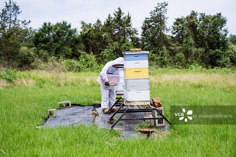 美国养蜂人正在收获有机蜂蜜图片素材