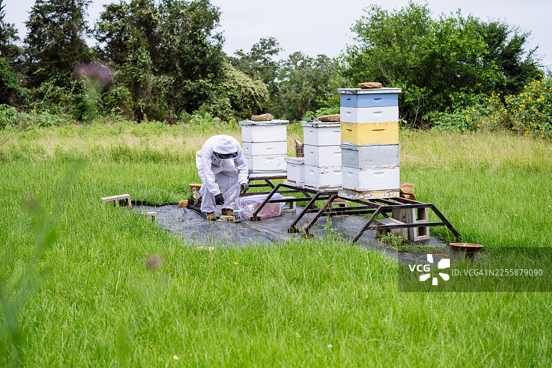 美国养蜂人正在采收有机蜂蜜图片素材