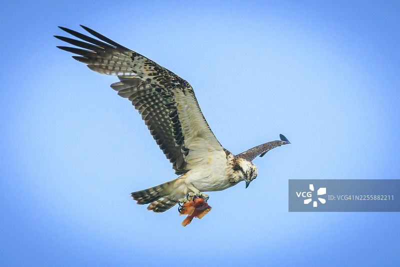 鱼鹰在空中飞行，爪子里抓着一条捕获的鱼。图片素材