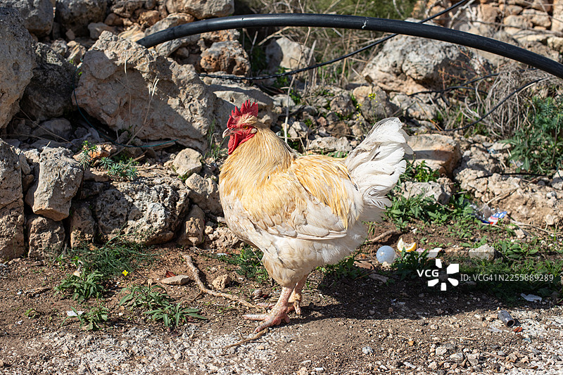 马耳他鸡图片素材
