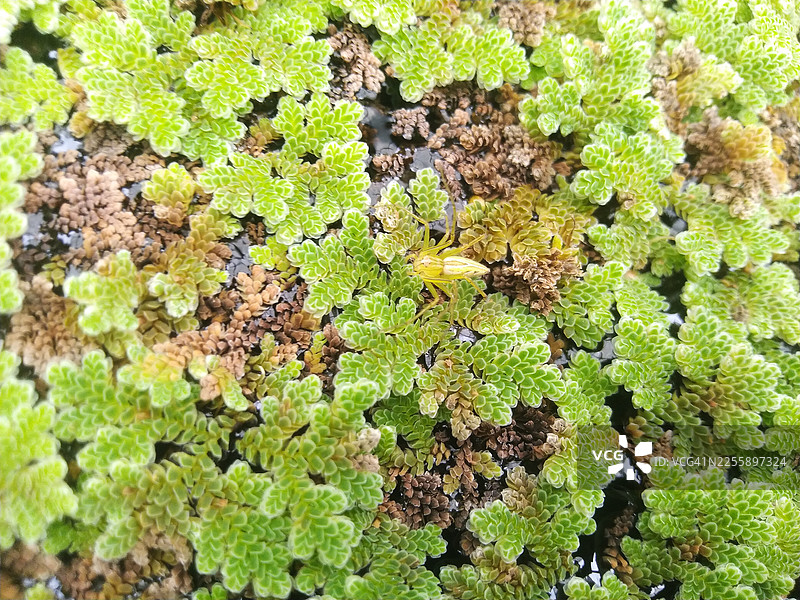 漂浮在水面上的绿色水生植物上的黄色蜘蛛图片素材