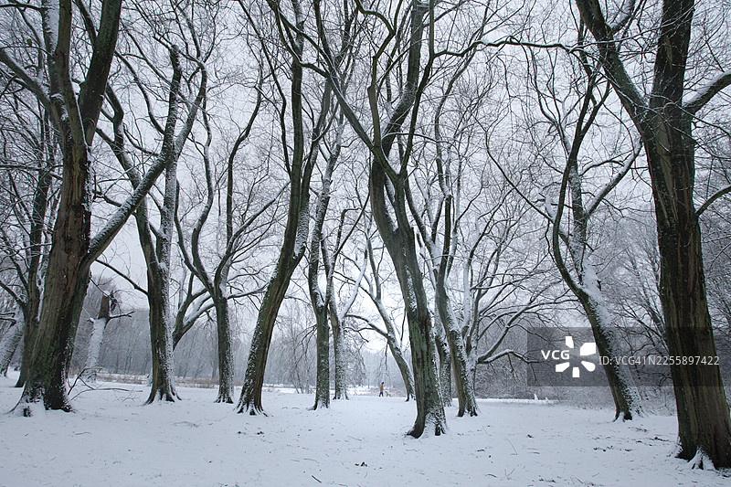 阿姆斯特丹冬季大雪纷飞的日常生活图片素材