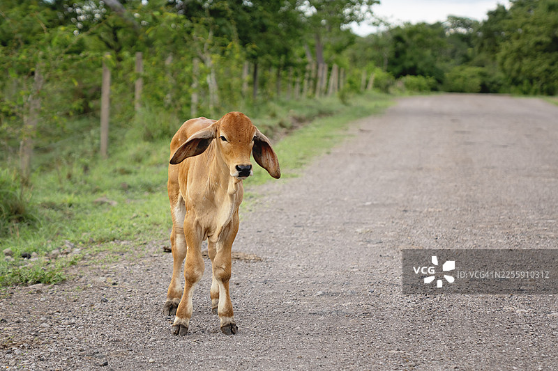 小牛在乡村土路上行走图片素材