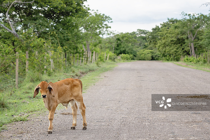 小牛在乡村土路上行走图片素材