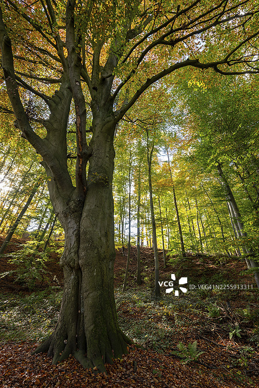 德国下萨克森州巴特皮尔蒙，秋日树冠下的雄伟古老铜叶山毛榉（欧洲山毛榉）图片素材