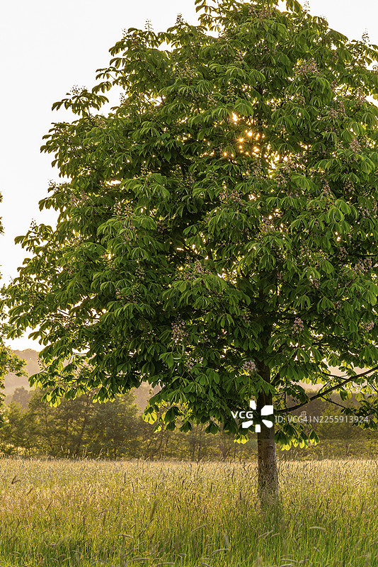 一棵年轻孤立的欧洲七叶树(七叶树)在氛围感十足的傍晚光线下,位于德国下萨克森州巴特皮尔蒙特的埃默草甸。图片素材