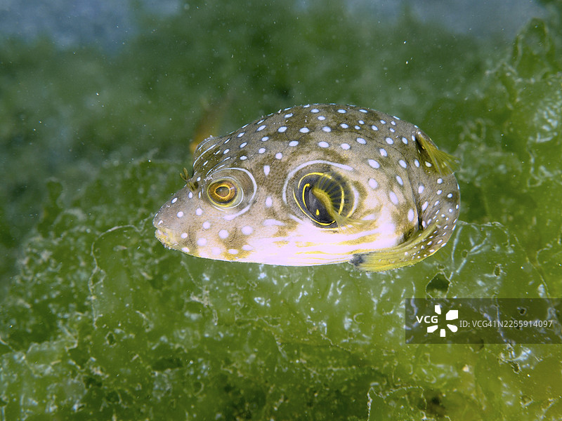 带有白斑图案的河豚，白斑河豚（Arothron hispidus）幼鱼，在绿色藻类背景前游动。潜水点：印度尼西亚巴厘岛吉利马努克秘密湾。图片素材