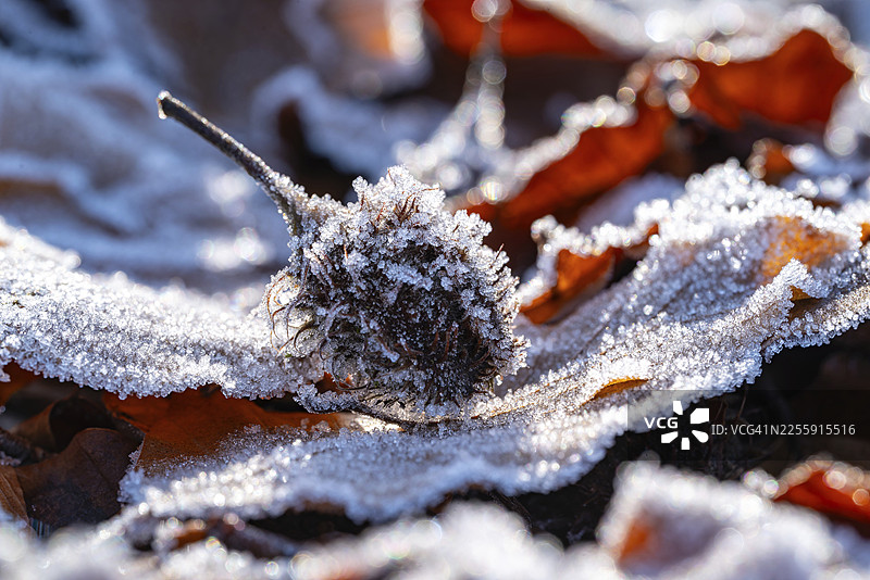 德国森林中，铜色山毛榉（Fagus sylvatica）的空果壳或种子囊特写，上面覆盖着冬霜，散落在秋叶之上。图片素材