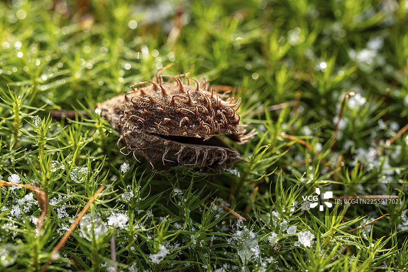 德国森林中,铜色山毛榉(Fagus sylvatica)的空果壳或种子囊,生长在绿色葫芦藓(Polytrichum commune)上,旁边散落着融化的残雪,这是微距摄影作品。图片素材