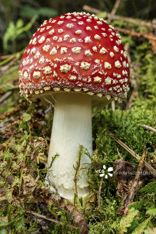 特写镜头，拍摄于德国森林中长满苔藓的地面上的毒蝇伞（Amanita muscaria），其红色菌盖上点缀着白色斑点。图片素材