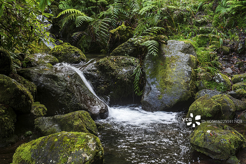 葡萄牙马德拉岛Boaventura的Achada Grande水道,一条小溪流淌过原始森林中覆盖着苔藓和蕨类植物的岩石图片素材