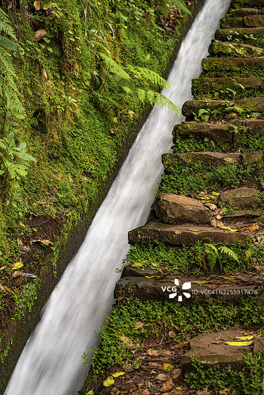 马德拉岛(葡萄牙)劳里西尔瓦月桂林中,长满苔藓的莱瓦达莫尼纽(Levada do Moinho)徒步小径,两侧是蕨类植物和其他热带植物构成的原始森林。图片素材