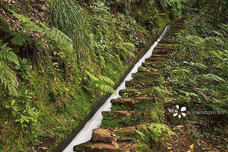 马德拉岛,葡萄牙,莫伊尼奥勒瓦达(Levada do Moinho)沿途长满苔藓的徒步小径,两侧是蕨类植物和其他热带植物组成的原始森林,是月桂科月桂林图片素材