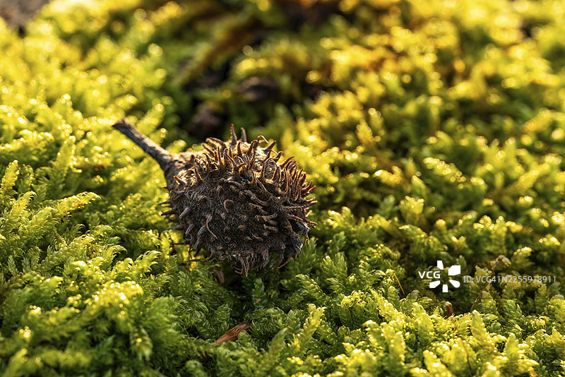 德国森林中，铜山毛榉（Fagus sylvatica）的空果壳或种子囊，在绿色苔藓上的微距照片图片素材
