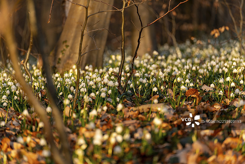 森林中春季雪滴花（Leucojum vernum）的特写，也被称为三月杯，在春季开花时，位于德国下萨克森州哈默尔恩的施万贝格自然保护区，沐浴在风景如画的暮光中。图片素材