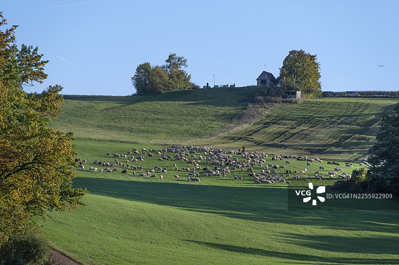 牧羊人在巴伐利亚州米特尔弗兰肯陶歇尔斯罗伊特的牧场上与他的绵羊（Ovis gmelini aries）在一起图片素材