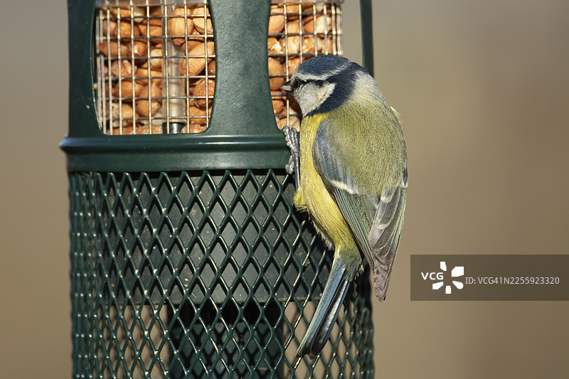 蓝冠山雀（Cyanistes caeruleus）成鸟在英国的花园里，从喂鸟器上啄食花生图片素材