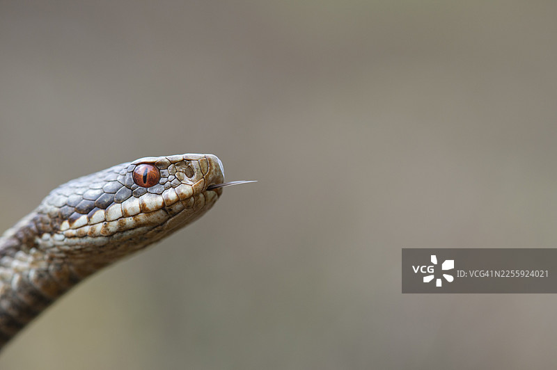 欧亚蝰蛇（Vipera berus）在荒原上，德国下萨克森州戈尔登施泰特戈尔登施泰特荒原图片素材