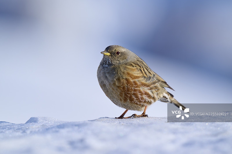 雪地上的高山岩鹨，背景虚化，冬季氛围，高山岩鹨（Prunella collaris），格米山口，洛伊克巴德，洛伊克，瓦莱州，瑞士图片素材