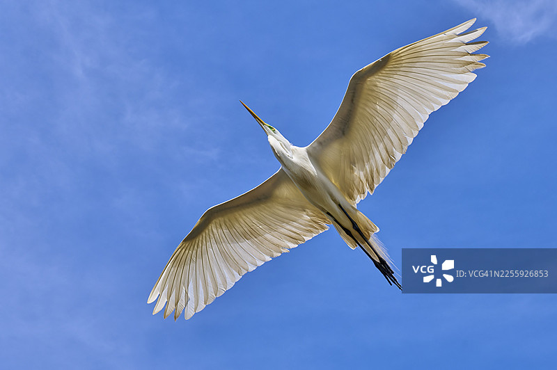 一只白鹭在蓝天中展翅飞翔，大白鹭（Egretta alba），春季，圣奥古斯丁，佛罗里达州，美国图片素材