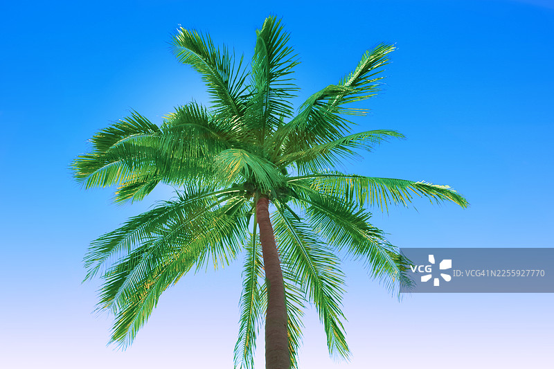 从下方仰望马萨特兰的椰子树干图片素材