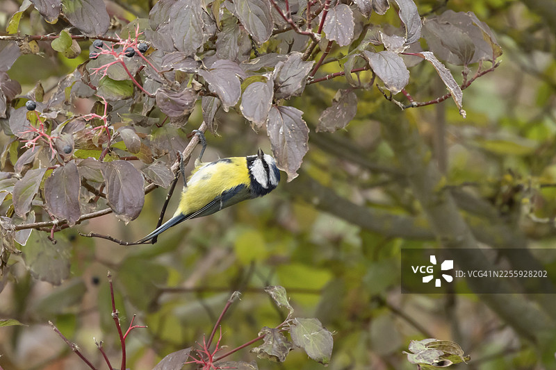 蓝冠山雀（Cyanistes caeruleus）成鸟在狗木树上，树叶呈现秋季色彩，位于英格兰，英国图片素材