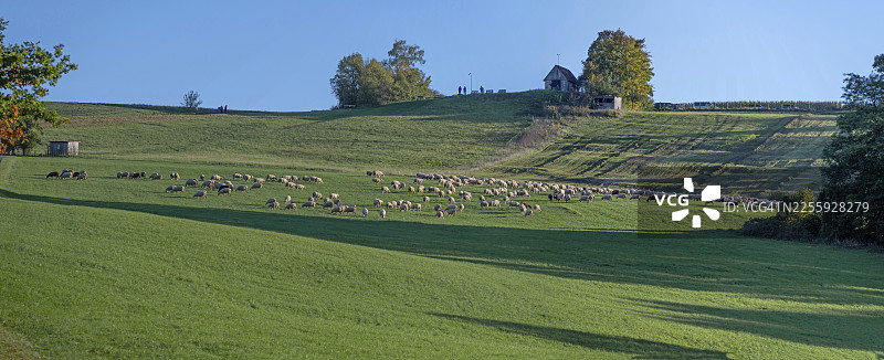 一群绵羊(Ovis gmelini aries)在草地上吃草,地点:陶歇尔斯鲁特,中法兰克尼亚,巴伐利亚,德国图片素材