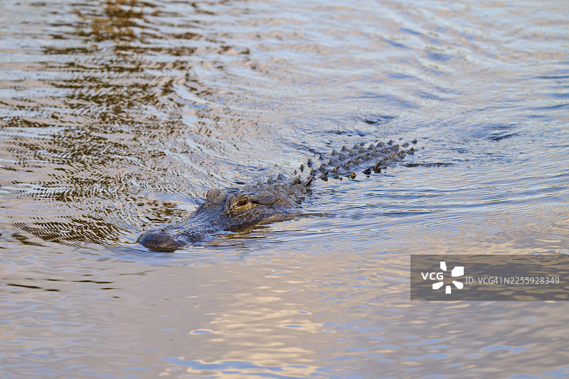 一只美国短吻鳄（Alligator mississippiensis）正在奥兰多湿地（Orlando Wetlands）的春季水下靠近，地点位于佛罗里达州（Florida）奥兰多（Orlando）的圣诞节（Christmas）附近，北美。图片素材