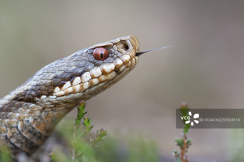 石楠科（Vipera berus）在石楠荒原，戈尔登施泰特荒原，戈尔登施泰特，下萨克森，德国图片素材