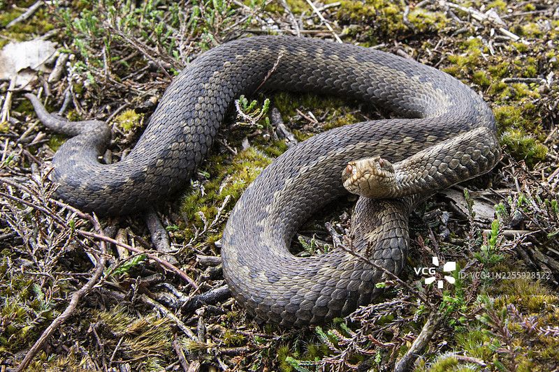 欧亚蝰蛇（Vipera berus）在石楠荒原，德国下萨克森州戈尔登施泰特戈尔登施泰特荒原图片素材