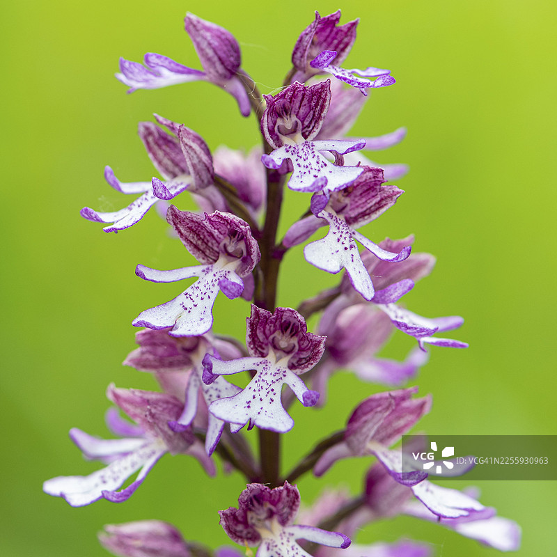 紫兰花（Orchis purpurea），德国图林根州耶拿市洛伊特拉图片素材