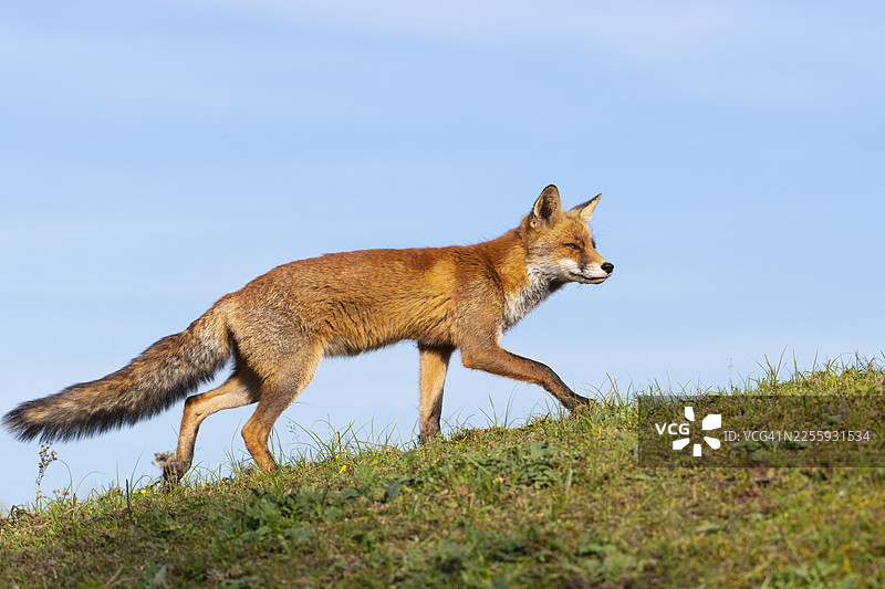 荷兰赞德福特，一只专注的狐狸（Vulpes vulpes）在树上图片素材
