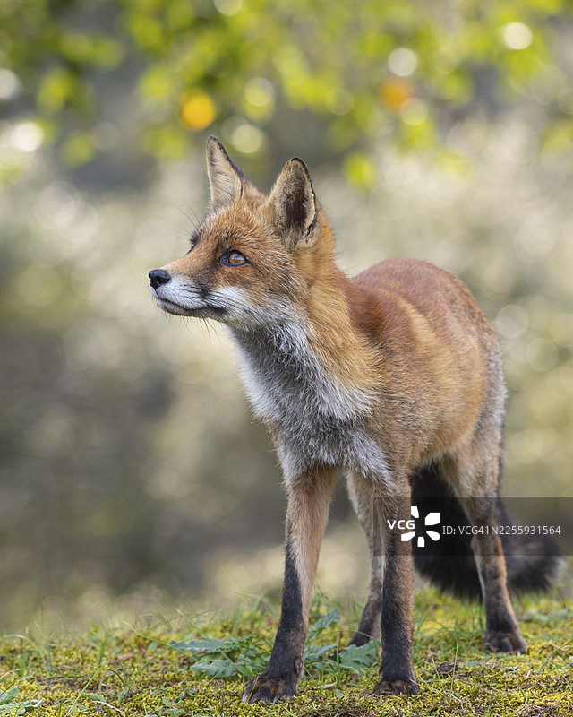 荷兰赞德沃尔特，一只专注的狐狸（Vulpes vulpes）在树上图片素材